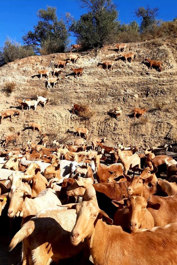 Casa Al Cerro Διαμέρισμα Alora Εξωτερικό φωτογραφία